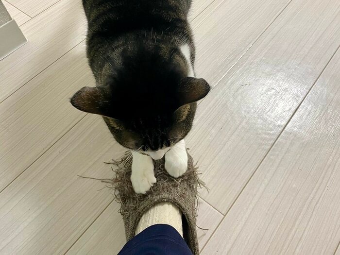 スリッパもバリバリしちゃうことも…