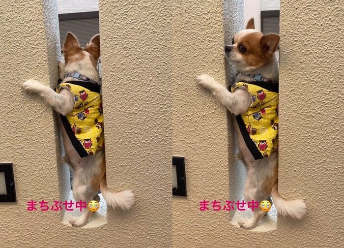 子どもたちはまだかな〜?(提供:SORA/ちわわさん)