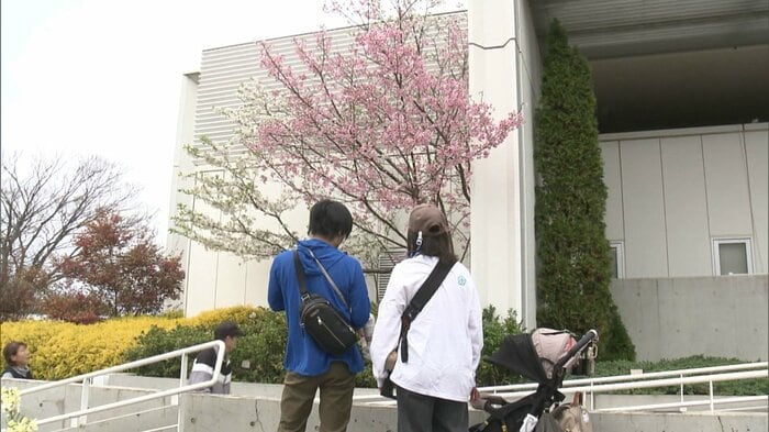 浜名湖桜を眺める来園者