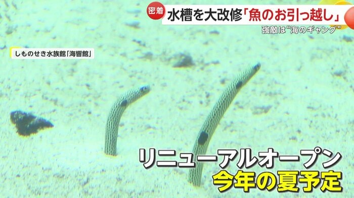 期待が集まるリニューアルオープンは「夏」