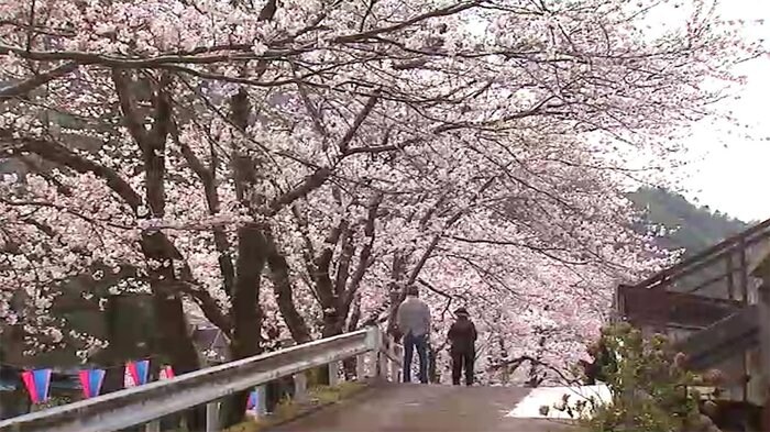 閉じられた駅を見守る桜並木 JR三江線の廃線から2年【島根発】