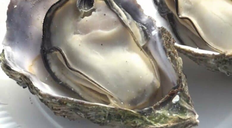 「水揚げの8割9割が死滅」広島・呉市が「ふるさと納税」 返礼品の生カキ提供と寄付受け付けを一時停止|FNNプライムオンライン