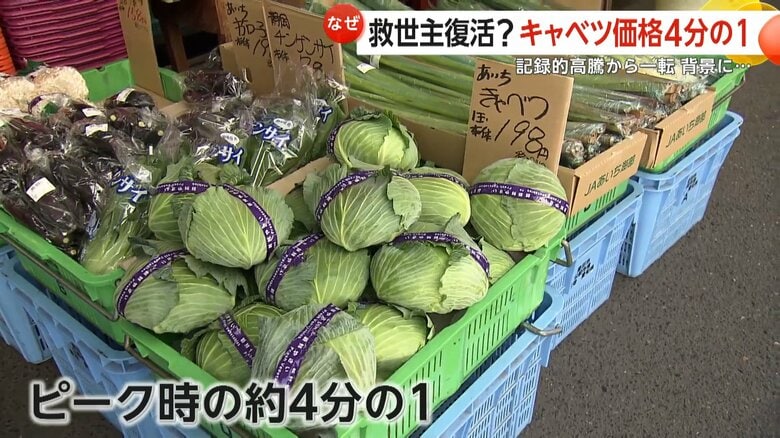 【なぜ？】「高騰していたキャベツが安い」1玉約200円と急落 ピーク時の4分の1に「ニヤニヤが止まらない」キャベツ無料おかわりのとんかつ店も安堵｜FNNプライムオンライン