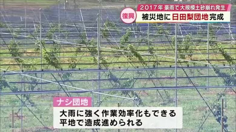 2017年の九州北部豪雨で被災　日田市に特産の“ナシ団地”完成　約3年後から日田梨収穫へ　大分｜FNNプライムオンライン