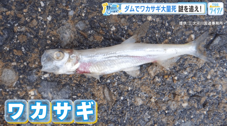 ダムで『ワカサギの死骸』発見!その数、なんと1万匹!本来いないはずの魚… 実態を野川アナが調査! 【広島発】|FNNプライムオンライン
