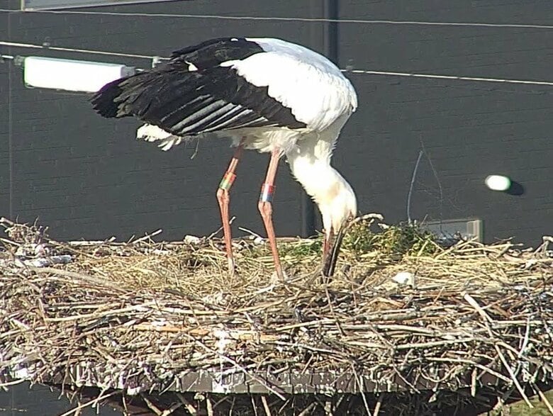 コウノトリ繁殖シーズン到来！全国にさきがけ兵庫県で「ふ化推定」相次ぐ　野外生息数５００羽超えて環境省レッドリストで「絶滅危険性」が低下｜FNNプライムオンライン
