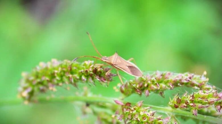 コメ品質低下の懸念…カメムシ大量発生 水田で平年の2倍、周囲でも3倍 県農業試験場が注意報発令【福井】|FNNプライムオンライン