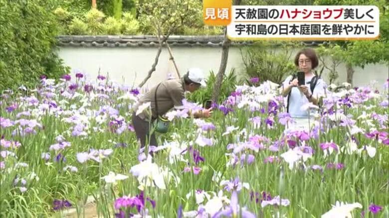 伊達藩主も好みのハナショウブ　宇和島「天赦園」で見頃　“艶やかにしっとり”佇まいに観光客魅了【愛媛】｜FNNプライムオンライン