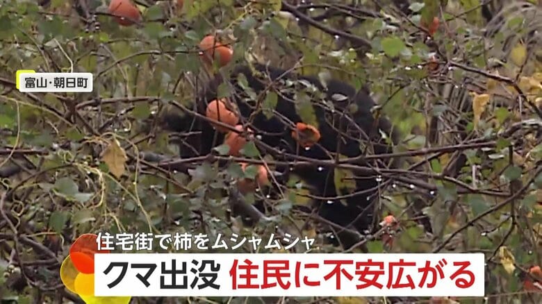 木に登りクマが柿をムシャムシャ…60～80センチの成獣　住宅街で目撃情報相次ぎ猟友会が駆除　富山・朝日町｜FNNプライムオンライン