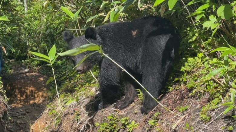 北アルプス登山道の「ど真ん中」でクマがエサ探し　異常気象が引き起こす「長期エサ不足」でクマの活動に変化｜FNNプライムオンライン