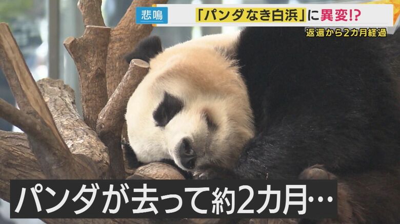 ホテル宿泊者数『1万人減』パンダなき白浜の危機　町長は「客少なくなり”パンダのせい”断ち切らないと」｜FNNプライムオンライン