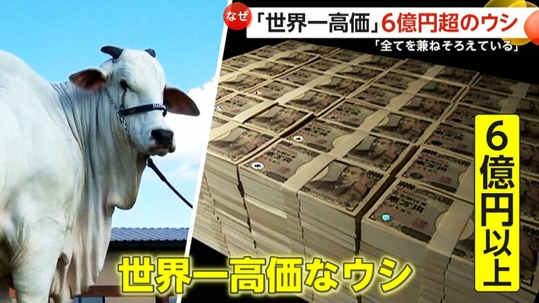【世界一高価なウシ】6億円以上で落札…体重は同種の2倍以上！「美しさ、繁殖能力、近代的な系譜の全て兼備」　ブラジル｜FNNプライムオンライン