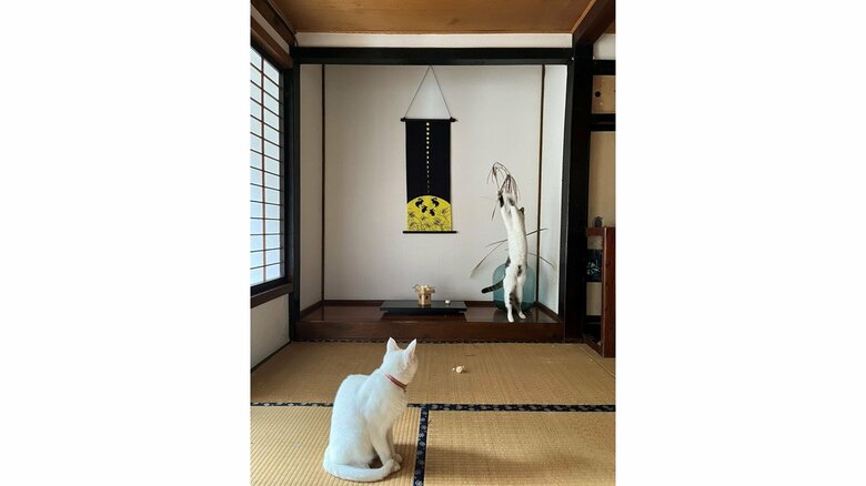 ススキの穂にアタック(提供:いのうえもんぺさん)