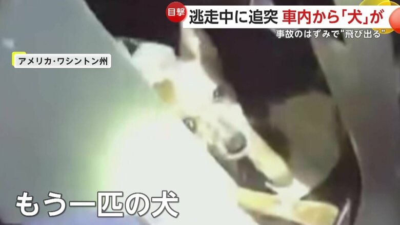 逃走車の車内にいた別の犬（Pierce County Sheriff's Office）