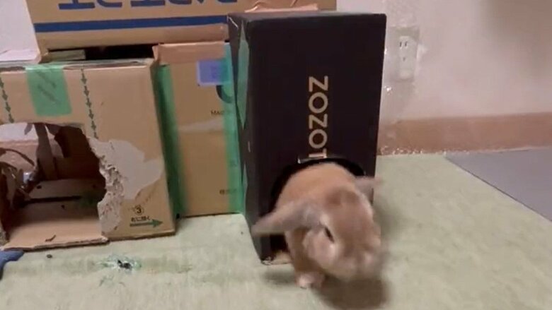 ある日の出来事その3。キナオくんが追いかけていた