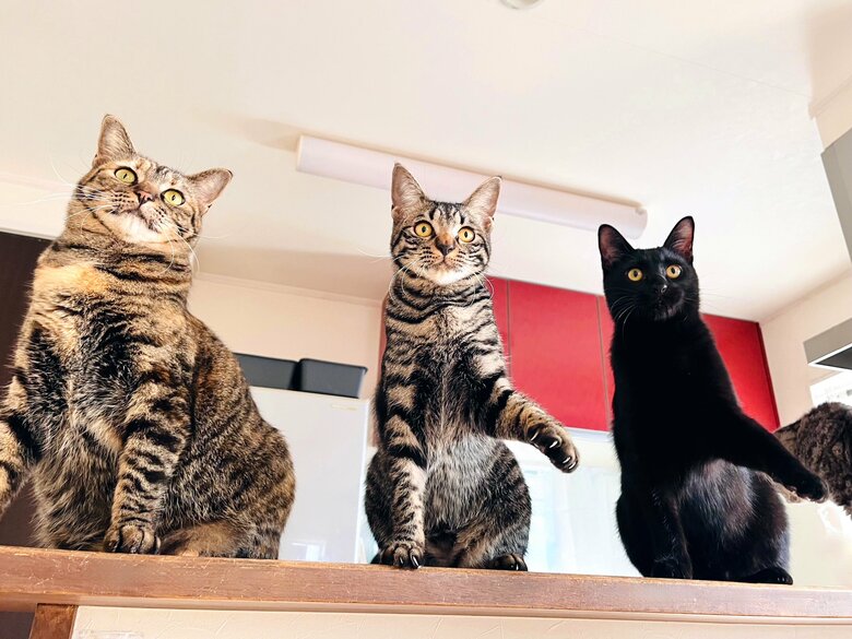 提供：猫野四季＊さん