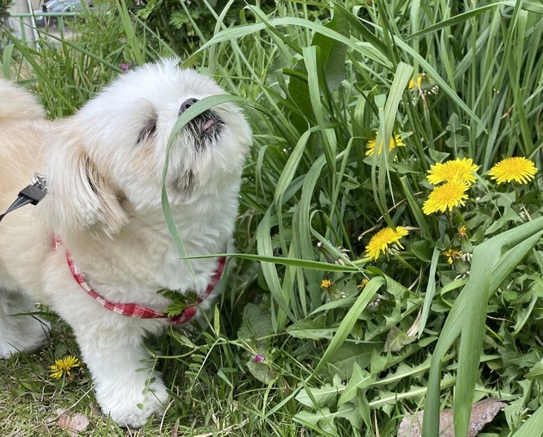 くんくんと匂いをかぐ