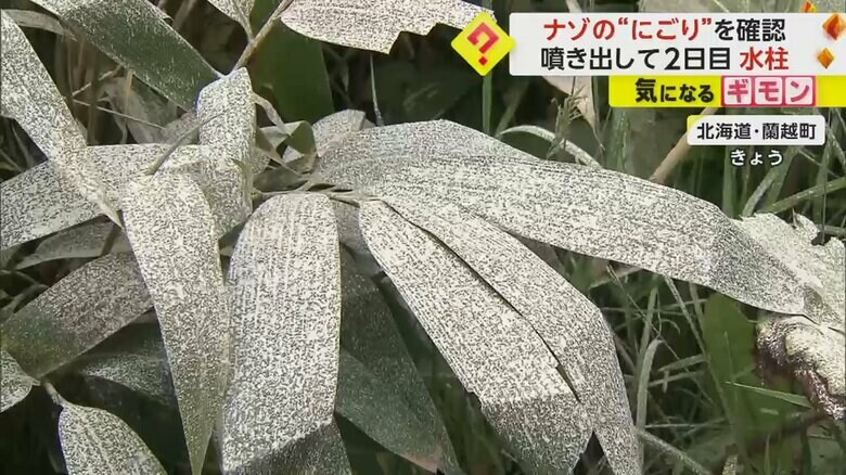 水蒸気によって葉っぱが真っ白になっている