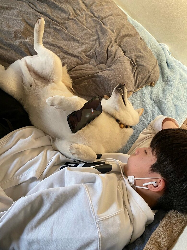 長男くんのスマホホルダーにされているだい吉くん