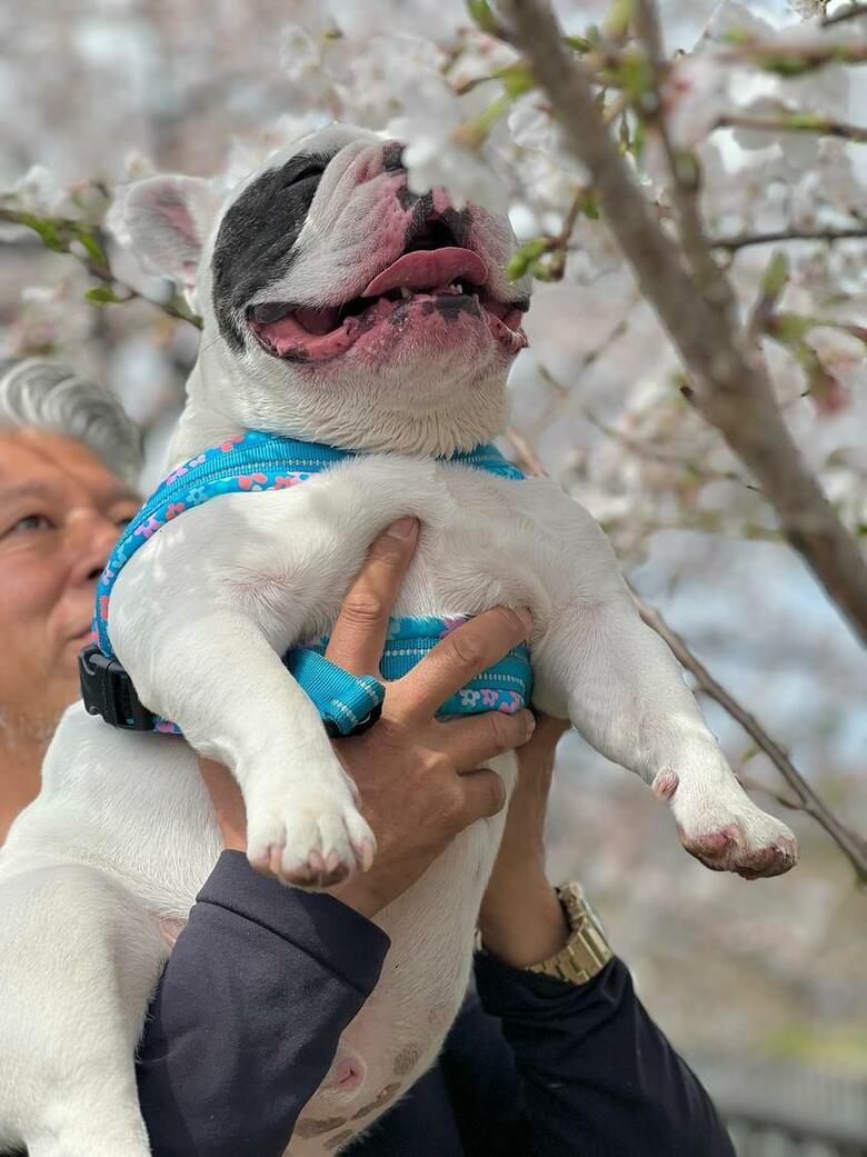 提供：こぶしさん