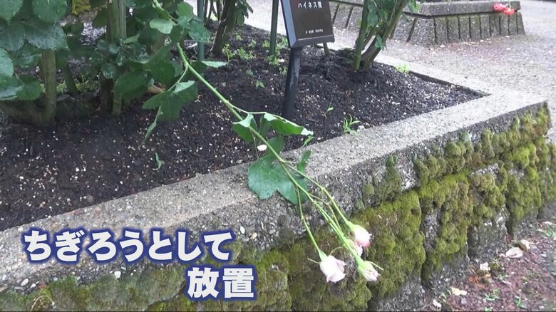 少し歩けばあちらこちらでこんなバラが…