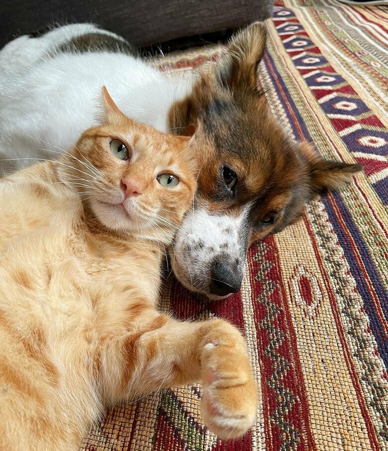 仲良し“兄妹”な2匹