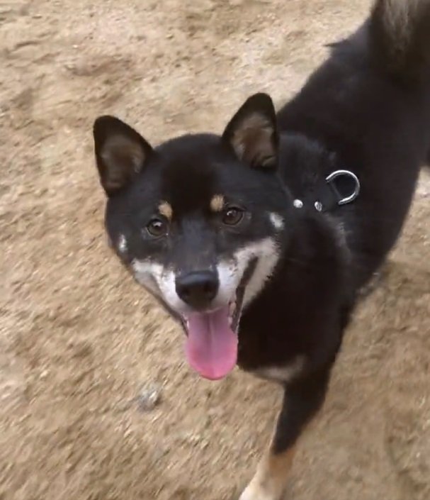 大好きなお散歩でにっこり