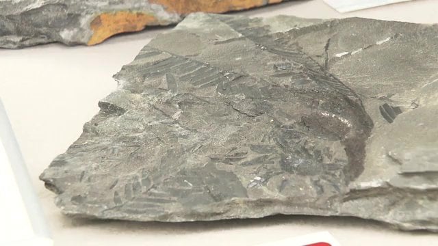 ジュラ紀後期の化石「キムリエラ・デンシフォリア」