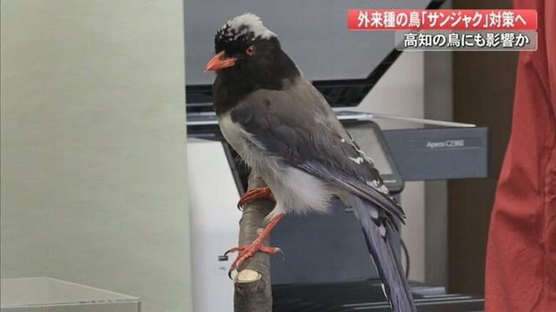 カラスの仲間「サンジャク」