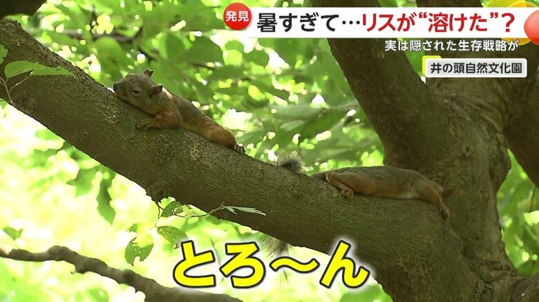 木の上にも溶けたリスが点在