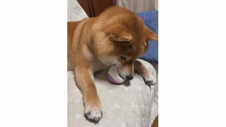 ボールをくわえているきなこちゃん