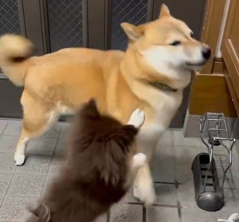 優しい性格で“犬見知り”するという