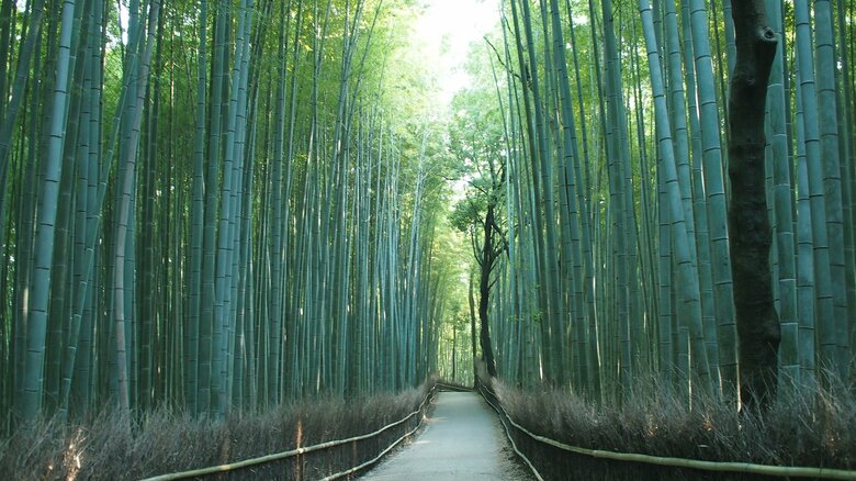 嵐山の竹林（提供：京都市）