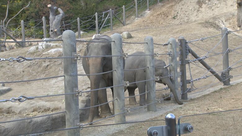 福岡市動物園のゾウ