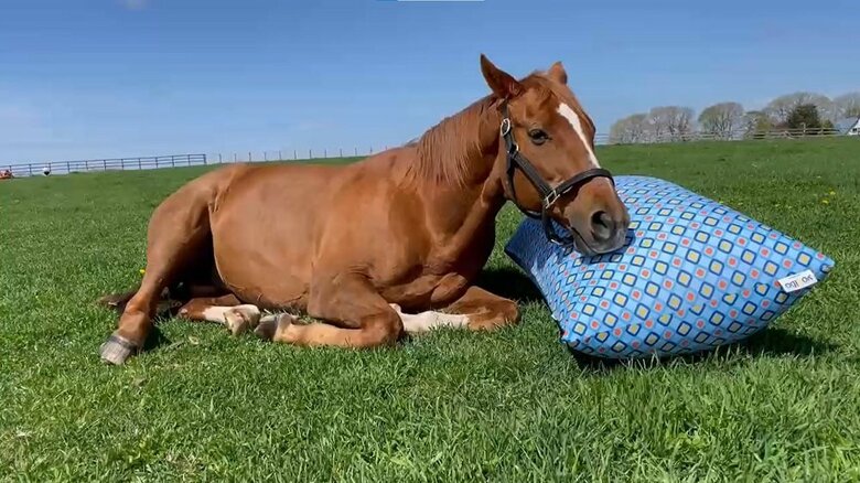 Yogiboに頭を近づけるアドマイヤジャパン