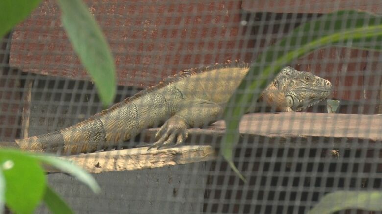 施設では密輸や密猟のためにとらえられた動物や、ケガをした動物が保護されている