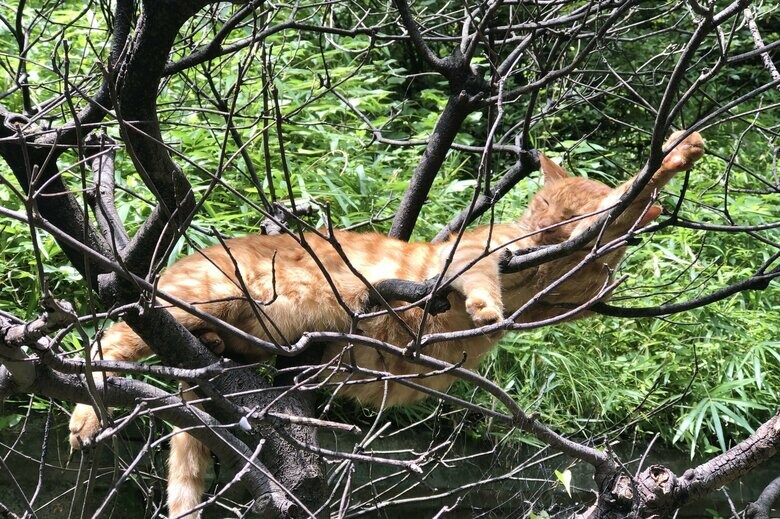 高い木の上ならダラッとできる（画像はイメージ）