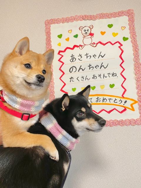 帰省する時には、毎回ばぁば作のウェルカムボードが飾ってある（提供：豆柴あさのんさん）