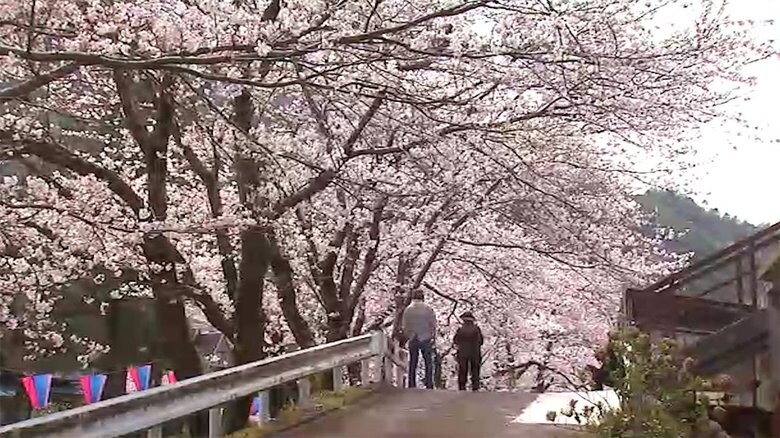 閉じられた駅を見守る桜並木 JR三江線の廃線から2年【島根発】