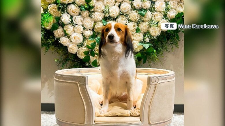 【資料】“大谷翔平選手の犬”と同じ犬種の犬