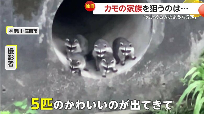 「5匹のかわいいのが出てきて」と話した撮影者