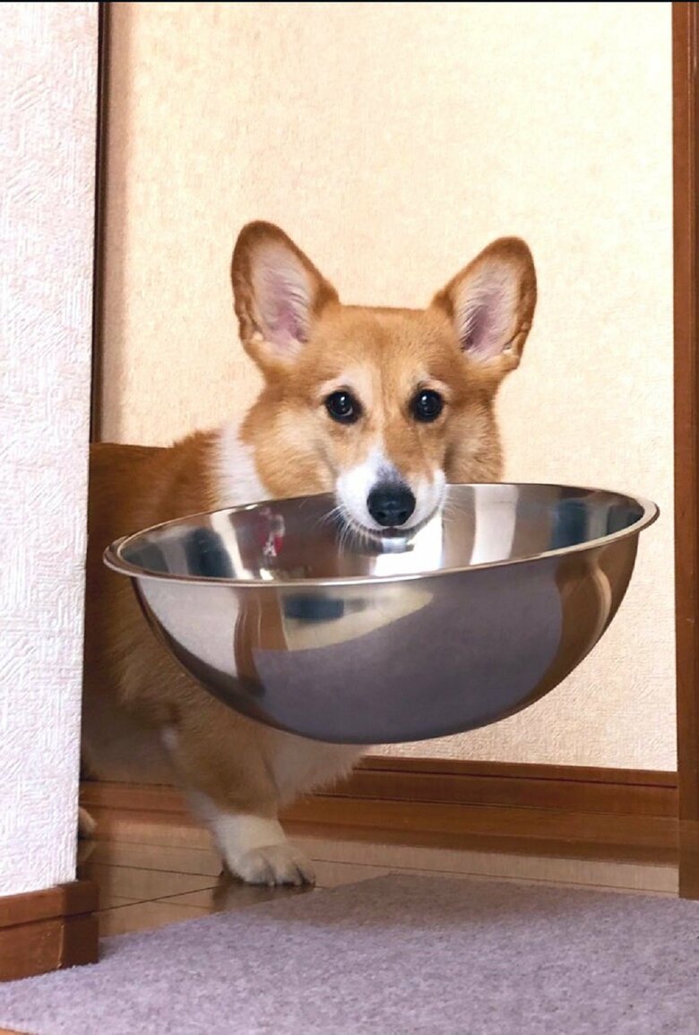 ボールまで運んでくれる