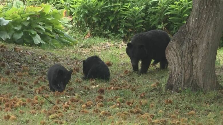 八幡平市の安代中学校からわずか50m離れた場所でクリを食べる親子グマ