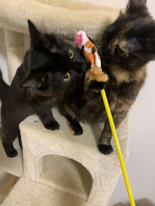 左：タマちゃん　右：イナちゃん（提供：イナタマグラムさん）