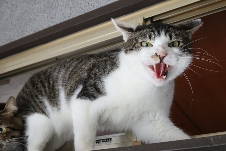 提供：保護猫カフェねこかつ