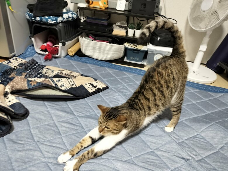 提供：猫のテトさん