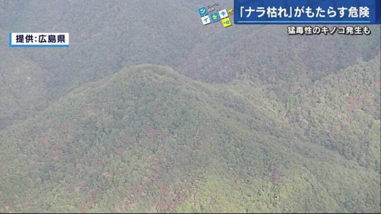 紅葉の季節ではないのに、「ナラ枯れ」が山の景観に影響