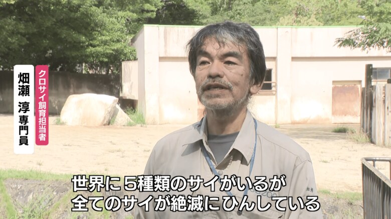 クロサイ飼育担当者　畑瀬 淳 専門員