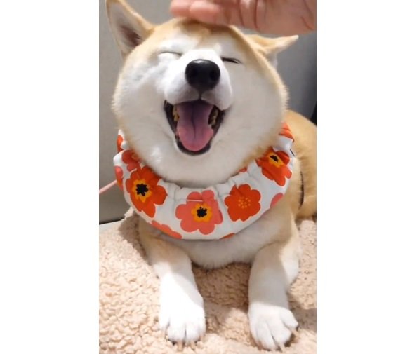 注射のあと、ほめてもらったチャーミーちゃん