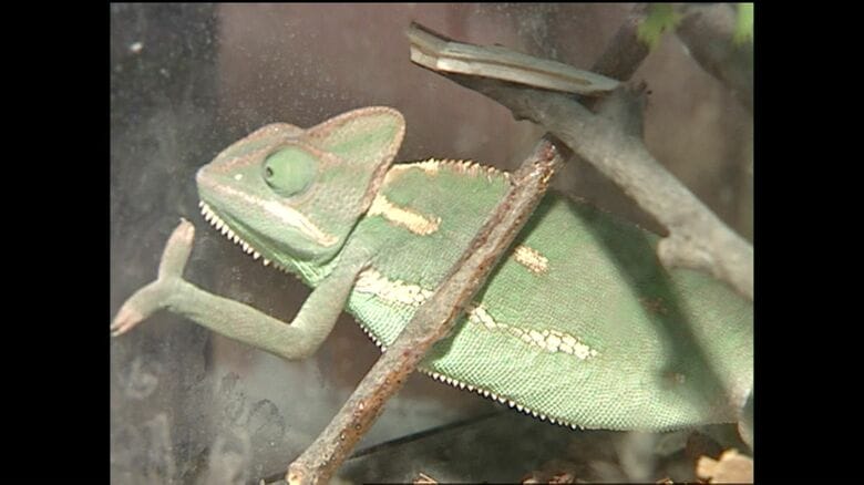 2005年オープンした年 爬虫類ゾーン